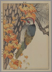 キツツキ、1892年（カラー木版印刷） 作： Japanese School