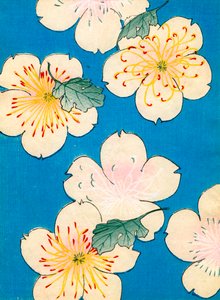 カラー木版画「ハナミズキの花 作： Japanese School