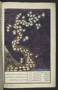 または。 15932、f。 72r、アダムからパクワナ4世（スラカルタの）とマタラム4世（ジョグカルタのハメンクブワナ4世）までのジャワの支配者の木の形をした系図、ジャワの写本、パパケム・パウコン