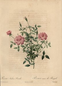ピンクのミニチャイナローズ（Rosa chinensis）。 作： Jean Baptiste Chapuy