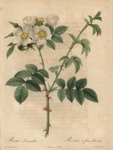 ホワイトローズ（Rosa leucantha）。 作： Jean Baptiste Chapuy