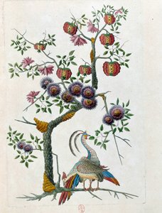 中国の花瓶からのデッサン：鳥と花の枝。ジャン・アントワーヌ・フレイズの絵画（18世紀