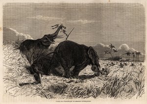 ダホミアナマゾンのゾウ狩り