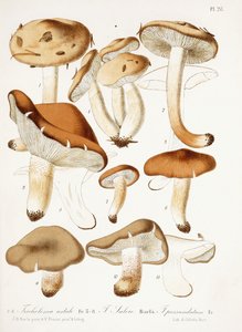 菌類、1860〜66年頃 作： Jean Baptiste Barla