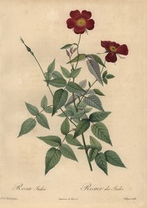 クリムゾンチャイナローズ（Rosa chinensis）。 作： Jean Baptiste Chapuy