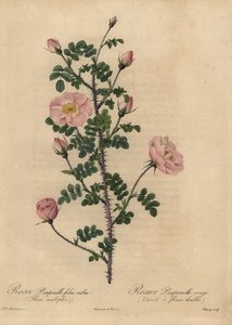 ピンクバーネットローズ（Rosa pimpinellifolia）。 作： Jean Baptiste Chapuy