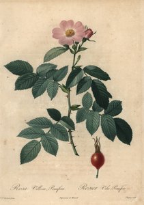 ピンクアップルローズ（Rosa villosa）。 作： Jean Baptiste Chapuy