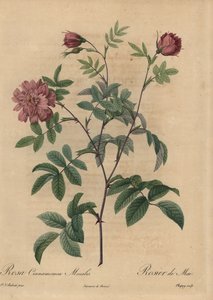 ピンクのシナモンローズ（Rosa majalis）。 作： Jean Baptiste Chapuy