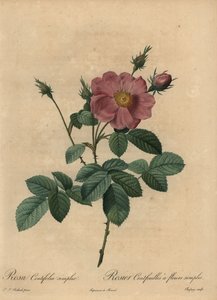 ピンクローズ（Rosa centifolia simplex）。 作： Jean Baptiste Chapuy