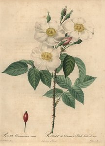 ホワイトダマスクローズ（Rosa x damascena）。 作： Jean Baptiste Chapuy