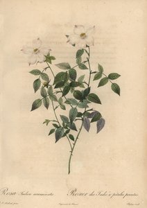 白とピンクのチャイナローズ（Rosa chinensis）。 作： Jean Baptiste Chapuy