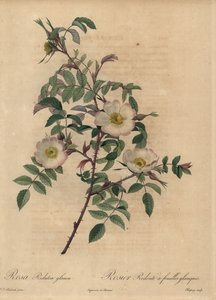 白とピンクのバラ、Rosa redutea glauca。 作： Jean Baptiste Chapuy