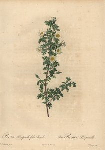 ホワイトバーネットローズ（Rosa pimpinellifolia Pumila）。 作： Jean Baptiste Chapuy