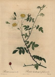 ホワイトフィールドローズ（Rosa arvensis）。 作： Jean Baptiste Chapuy