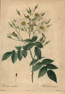 ホワイトムスクローズ（Rosa moschata）。 作： Jean Baptiste Chapuy
