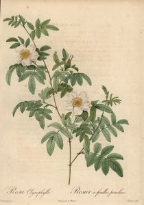 ホワイトローズ（Rosa clynophylla）。 作： Jean Baptiste Chapuy