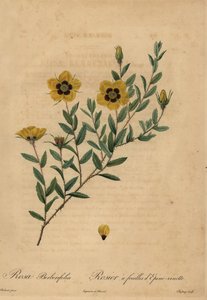 イエローローズ（Rosa berberifolia）。 作： Jean Baptiste Chapuy