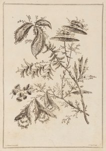 花の枝 作： Jean Baptiste Pillement