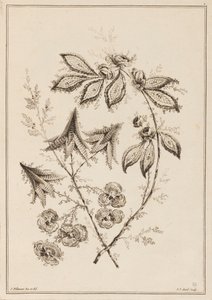 花の枝