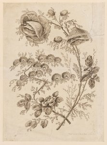 「Caier de Fleurs Singuliers」より 花の枝 作： Jean Baptiste Pillement
