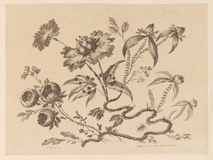 花を買った、「中国の味のさまざまな幻想の花のコレクション」より 作： Jean Baptiste Pillement