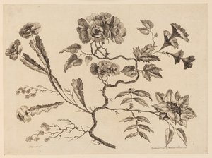 花を買った、「中国の味のさまざまな幻想の花のコレクション」より 作： Jean Baptiste Pillement