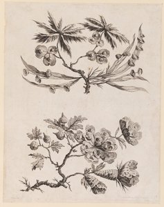 「チャイニーズ フラワー コレクション」の花の枝 作： Jean Baptiste Pillement