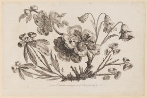 花の枝、「中国の花のコレクション」より 作： Jean Baptiste Pillement