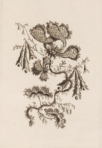「フルール・ペルサンヌ」より 花の枝 作： Jean Baptiste Pillement