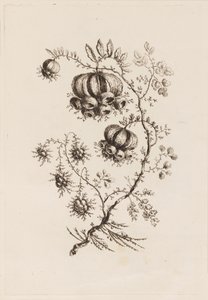 「フルール・ペルサンヌ」より 花の枝 作： Jean Baptiste Pillement