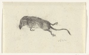 死んだマウス
