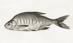 フィッシュ（1775年～1833年） 作： ジャン・バーナード