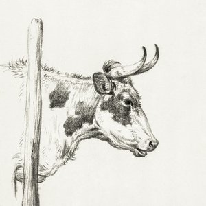 『右を向く牛の頭』（1820年） 作： ジャン・バーナード