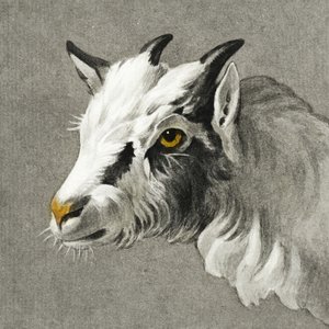 ヤギの頭 作： ジャン・バーナード