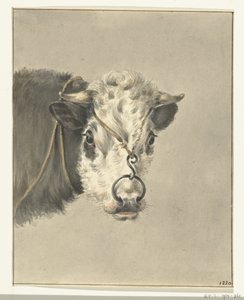 鼻に輪が通った牛の頭、正面から 作： Jean Bernard