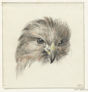 猛禽類の頭 作： Jean Bernard