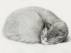ジャン・ベルナール（1775–1883）作『丸まって横たわり、眠る猫』 作： Jean Bernard
