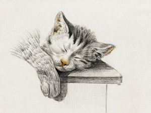 眠る猫のスケッチ 作： Jean Bernard