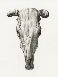 牛の頭蓋骨（正面） 閲覧数(1816) 作： Jean Bernard