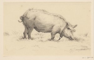 立っている水まき豚、右側、草の中に 作： Jean Bernard
