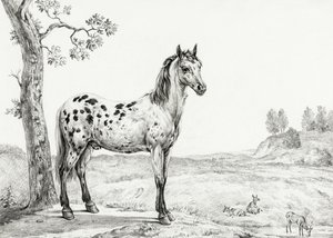 立ち姿の斑馬 作： Jean Bernard