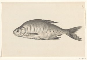 魚、左向き、ノッチあり 作： Jean Bernard
