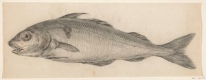 魚、左へ 作： Jean Bernard