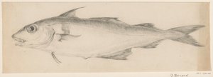 魚、左へ 作： Jean Bernard