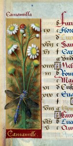 ボタニカル：カモミールにてんとう虫とトンボ。ジャン・ブルディション（1457-1521）の「ブルターニュのアンヌの大いなる時間」からの細密画 作： Jean Bourdichon