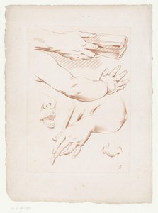 腕、鼻、顔の一部のコンポジション 人体の一部を使用したコンポジション (シリーズ タイトル) 作： Jean Francois Janinet