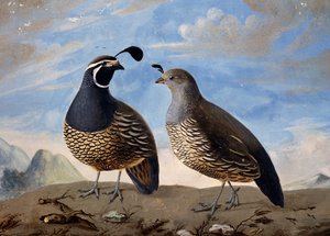 1785年から1788年の間にジャン・フランソワ・ド・ガロー・ド・ラ・ペルーズ（1741-1788）が行った旅の議事録から、Prevostが水彩で描いたカリフォルニアヤマウズラのペア 作： Jean Francois de Galaup de La Perouse