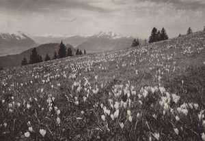 Rigi Kaltbad、Fruhling (白黒写真)