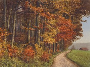 スイス：秋の森（カラー写真）
