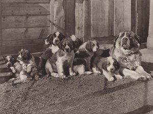 スイス: 有名なセントバーナード犬 (白黒写真)